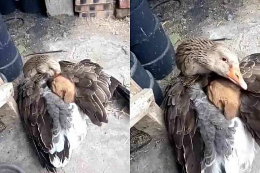 Altruísmo Animal: Um Debate Entre Egoísmo e Compaixão na Natureza