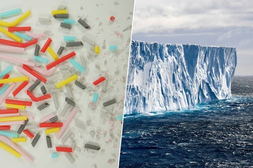 Antártida: O inseto mais resiliente do mundo ingere microplásticos