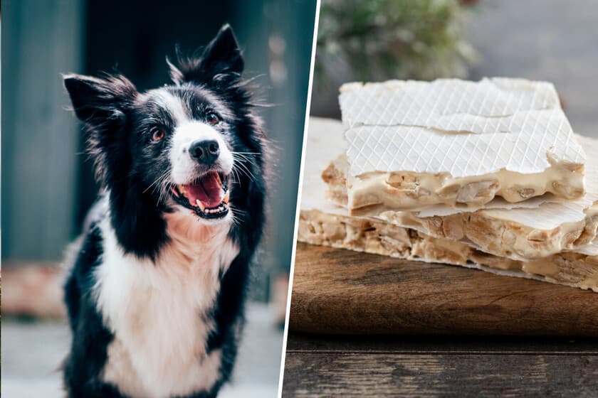 Turrón para Cães: El Lobo Revoluciona Natal dos Amigos de Quatro Patas