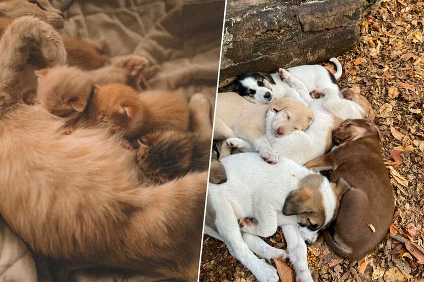 UE aperta cerco à criação de cães e gatos com novas regras